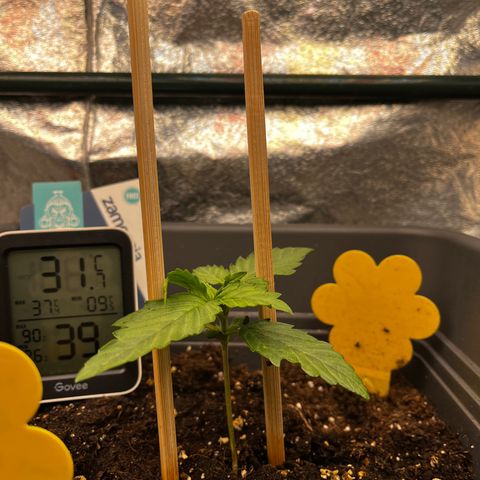 Auto Northern Lights growlog timeline photo