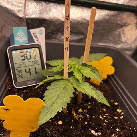 Auto Northern Lights growlog timeline photo