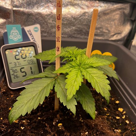 Auto Northern Lights growlog timeline photo