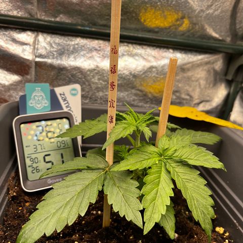 Auto Northern Lights growlog timeline photo