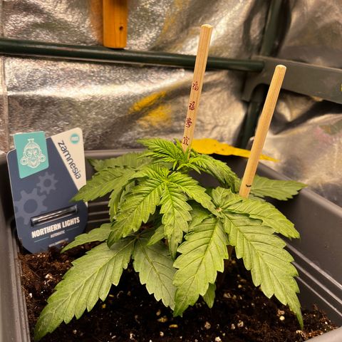 Auto Northern Lights growlog timeline photo