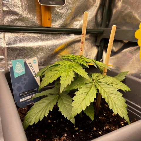 Auto Northern Lights growlog timeline photo