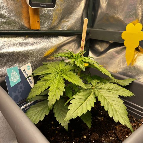 Auto Northern Lights growlog timeline photo
