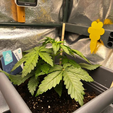 Auto Northern Lights growlog timeline photo