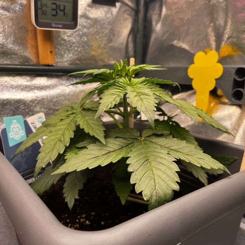 Auto Northern Lights growlog timeline photo