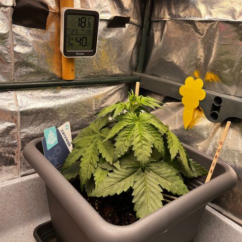 Auto Northern Lights growlog photo: Bei Nacht