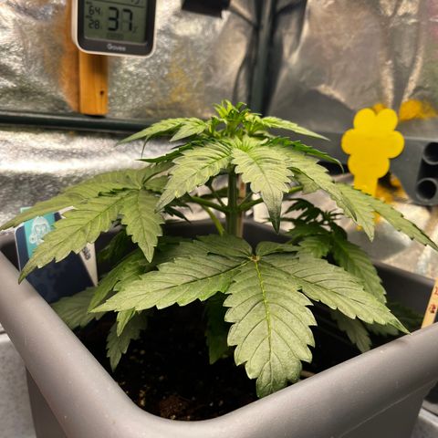 Auto Northern Lights growlog timeline photo