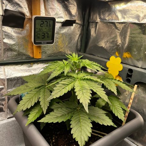 Auto Northern Lights growlog timeline photo