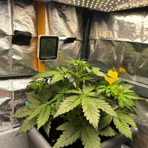 Auto Northern Lights growlog timeline photo
