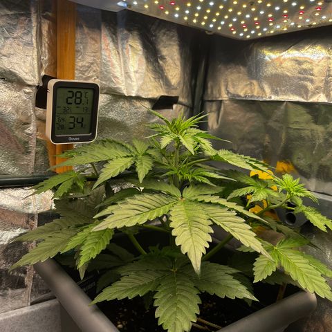 Auto Northern Lights growlog timeline photo