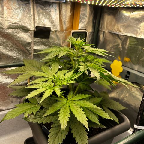 Auto Northern Lights growlog timeline photo