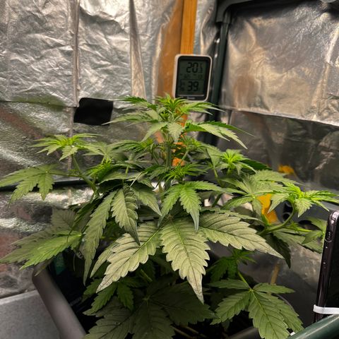 Auto Northern Lights growlog timeline photo