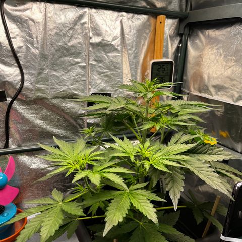Auto Northern Lights growlog timeline photo