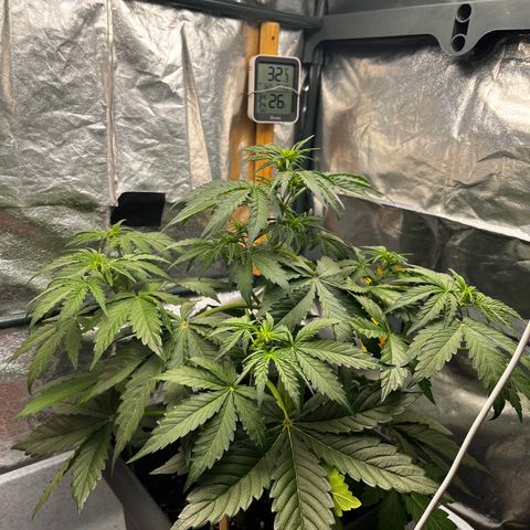 Auto Northern Lights growlog timeline photo