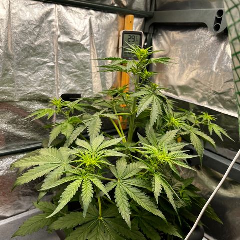 Auto Northern Lights growlog timeline photo