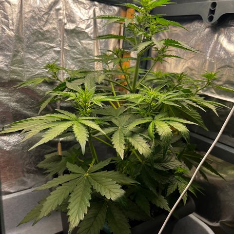 Auto Northern Lights growlog timeline photo