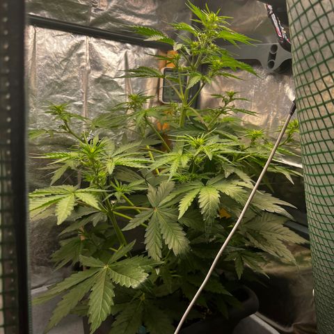 Auto Northern Lights growlog timeline photo