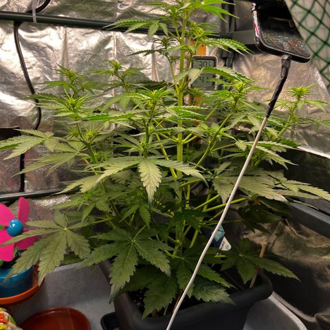 Auto Northern Lights growlog timeline photo