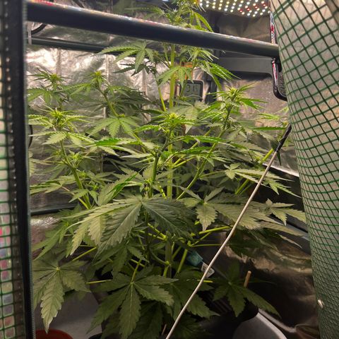 Auto Northern Lights growlog timeline photo