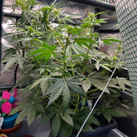 Auto Northern Lights growlog photo: Runtergebogen bis neues Zelt kommt
