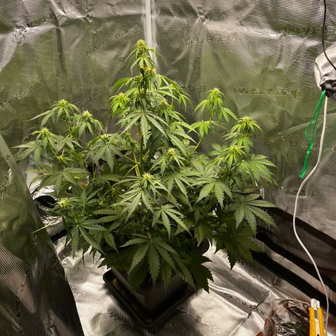 Auto Northern Lights growlog photo: Neues Zelt
