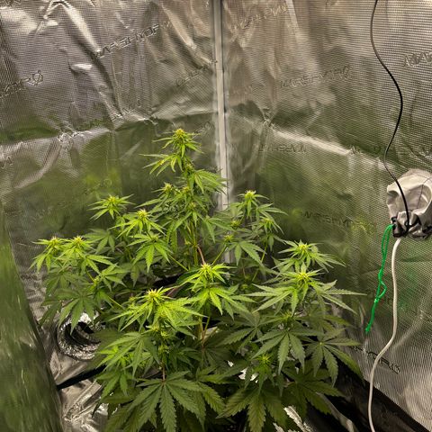 Auto Northern Lights growlog timeline photo