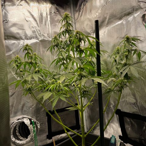 Auto Northern Lights growlog timeline photo