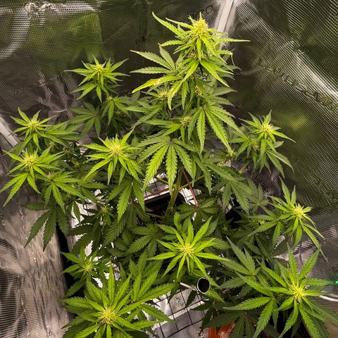 Auto Northern Lights growlog timeline photo