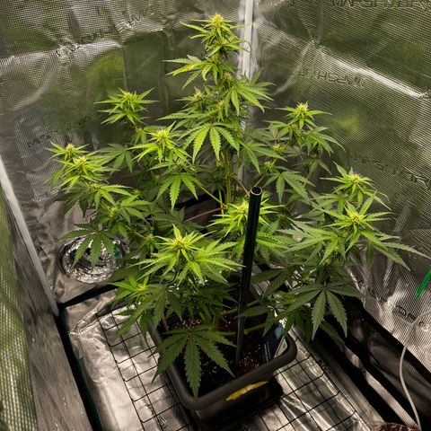 Auto Northern Lights growlog timeline photo