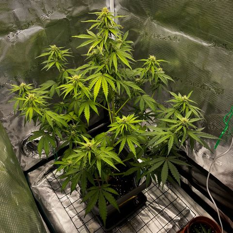 Auto Northern Lights growlog photo: Nach 3 Tagen Urlaub 