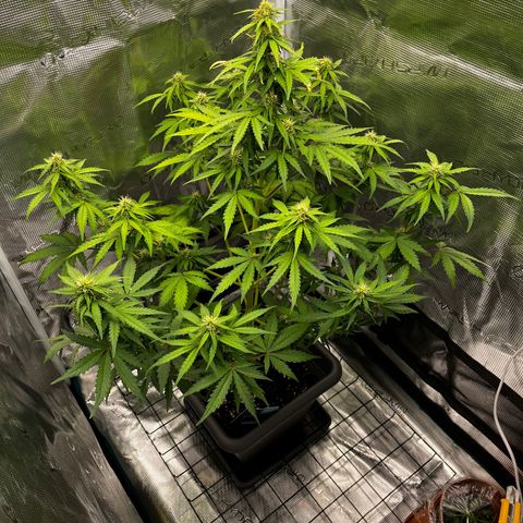 Auto Northern Lights growlog photo: Steckling ohne Folie eingegangen -> 3h später mit Folie