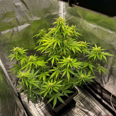 Auto Northern Lights growlog timeline photo