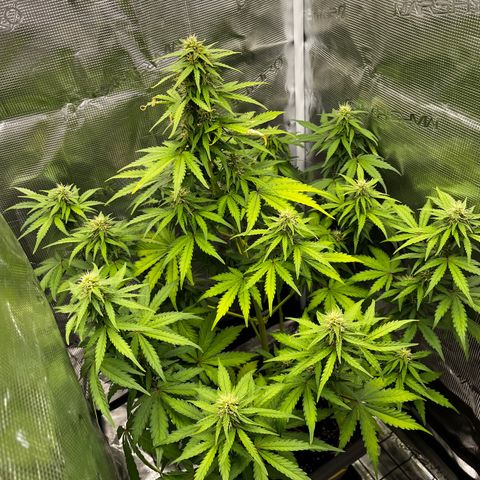 Auto Northern Lights growlog timeline photo