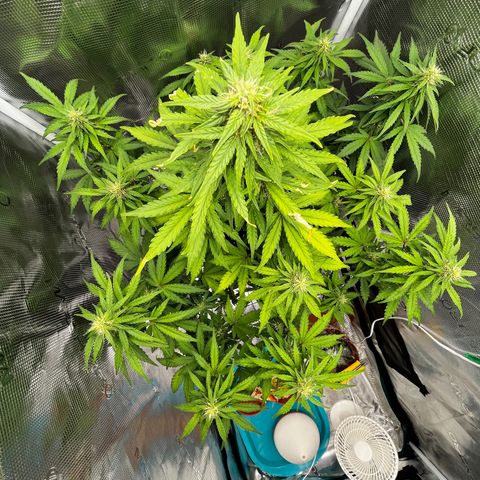 Auto Northern Lights growlog timeline photo