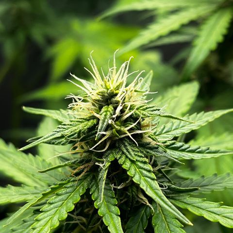 Auto Northern Lights growlog timeline photo
