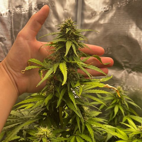 Auto Northern Lights growlog timeline photo