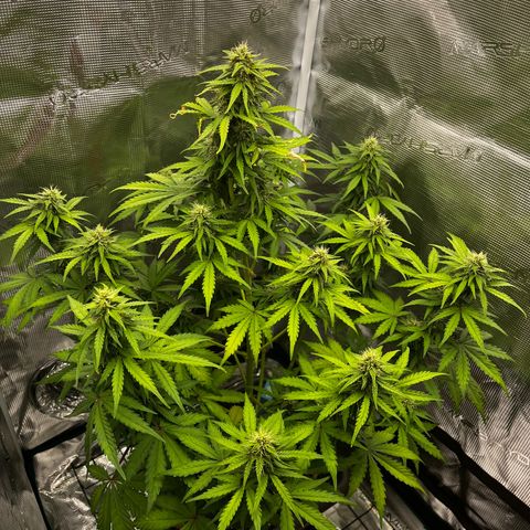 Auto Northern Lights growlog timeline photo