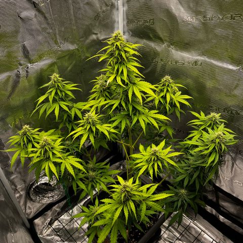 Auto Northern Lights growlog timeline photo