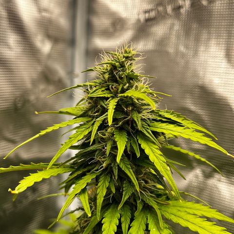 Auto Northern Lights growlog timeline photo