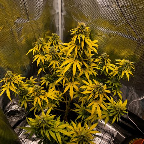 Auto Northern Lights growlog timeline photo