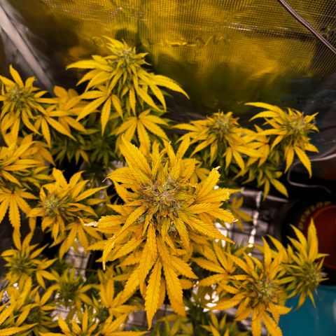 Auto Northern Lights growlog timeline photo