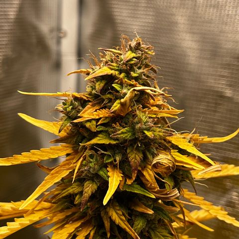 Auto Northern Lights growlog timeline photo