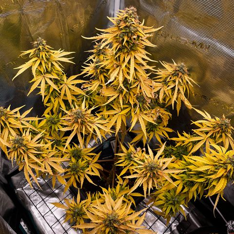 Auto Northern Lights growlog timeline photo