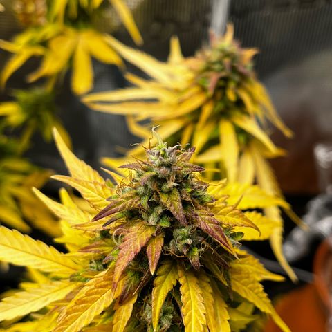 Auto Northern Lights growlog timeline photo