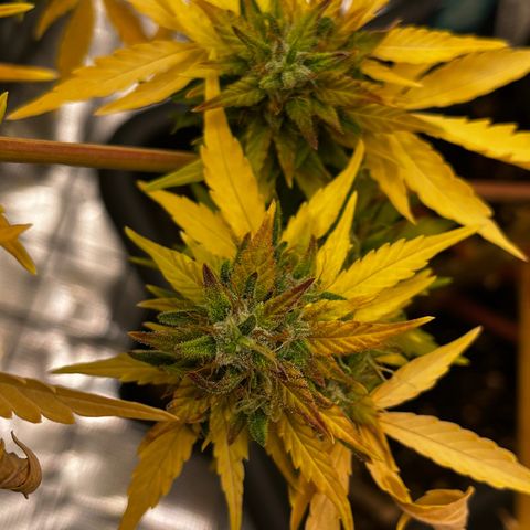 Auto Northern Lights growlog timeline photo