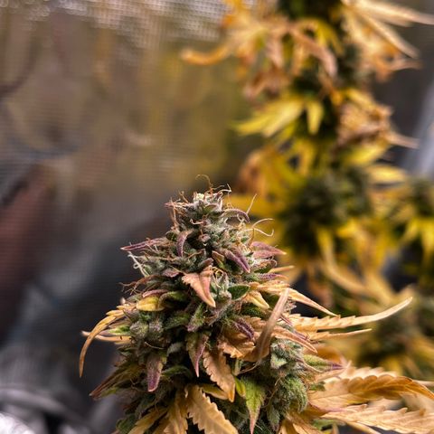 Auto Northern Lights growlog timeline photo