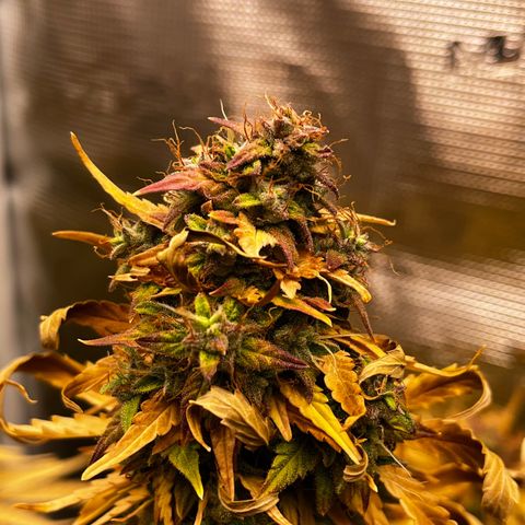 Auto Northern Lights growlog timeline photo