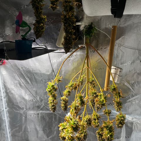 Auto Northern Lights growlog timeline photo
