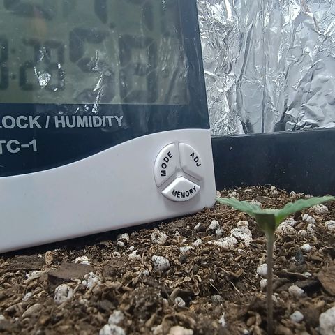 Double Cookies growlog timeline photo