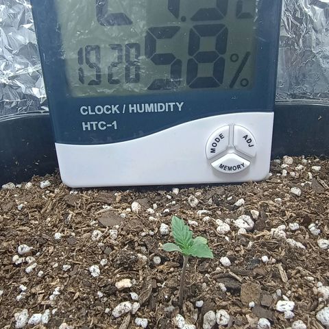 Double Cookies growlog timeline photo